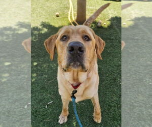 Labrador Retriever Dogs for adoption in Lakewood, CO, USA