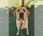 Small Labrador Retriever