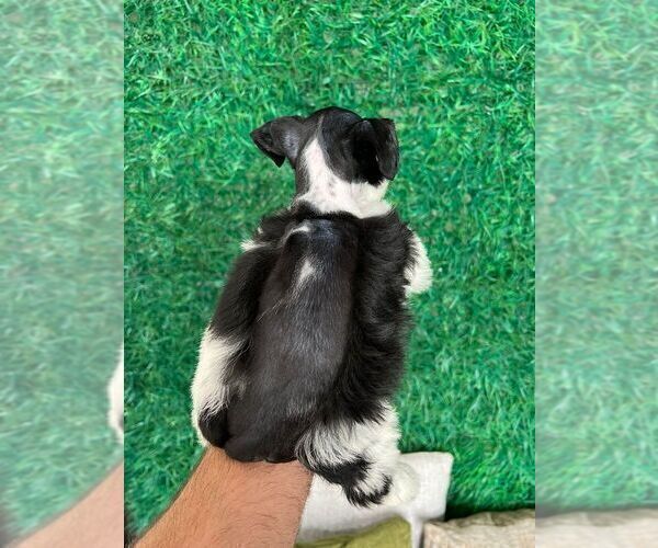 Full screen Photo #12 Schnauzer (Miniature) Puppy For Sale in MIAMI, FL, USA