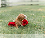 Small Photo #13 Goldendoodle Puppy For Sale in FREDERICA, DE, USA