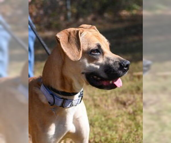 Medium Photo #5 Labrador Retriever-Unknown Mix Puppy For Sale in Glen Allen, VA, USA