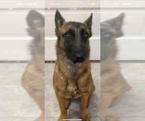 Mutt Dogs for adoption in Imlay City, MI, USA