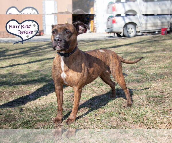 Medium Photo #3 American Staffordshire Terrier-Unknown Mix Puppy For Sale in Lee's Summit, MO, USA