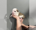 Small Photo #42 English Bulldog Puppy For Sale in EVEREST, KS, USA