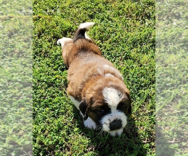 Medium Photo #58 Saint Bernard Puppy For Sale in TURLOCK, CA, USA
