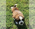 Small Photo #58 Saint Bernard Puppy For Sale in TURLOCK, CA, USA