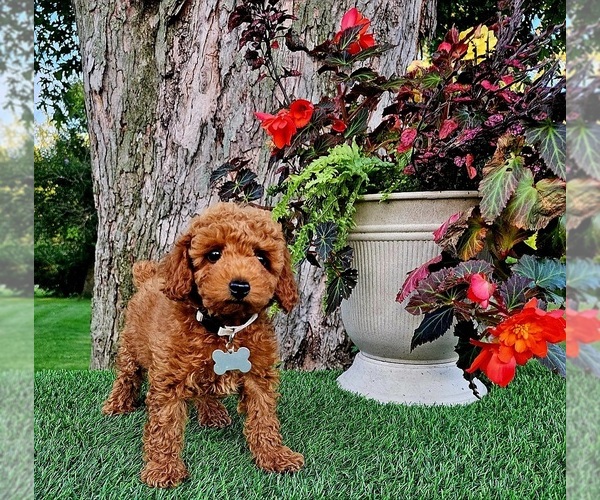 Medium Photo #5 Poodle (Miniature)-Poodle (Toy) Mix Puppy For Sale in INDIANAPOLIS, IN, USA