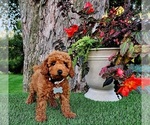 Small #4 Poodle (Miniature)-Poodle (Toy) Mix