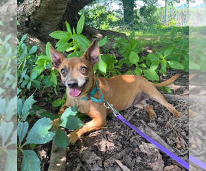 Chihuahua-Unknown Mix Dogs for adoption in Elmsford, NY, USA