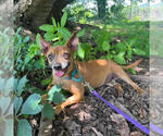 Small Chihuahua Mix