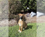 Small #1 Mutt