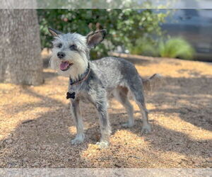 Mutt Dogs for adoption in PIPE CREEK, TX, USA