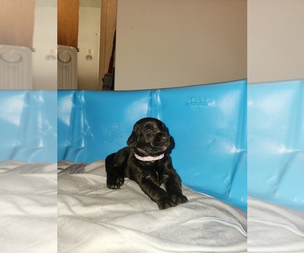 Medium Photo #5 Labradoodle Puppy For Sale in MONTROSE, CO, USA