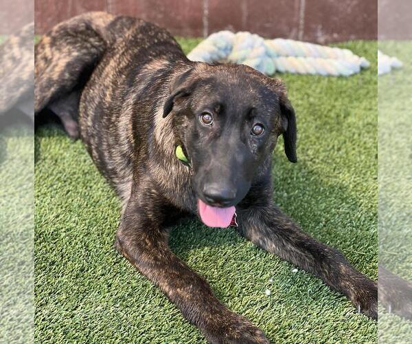 Medium Photo #6 Labrador Retriever-Unknown Mix Puppy For Sale in San Diego, CA, USA