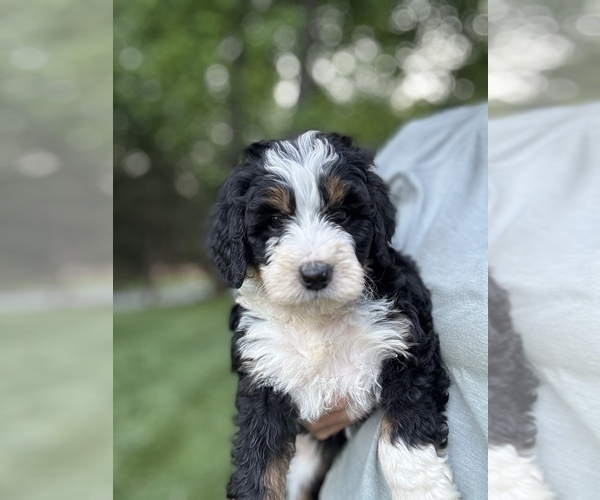 Medium Photo #3 Bernedoodle (Miniature) Puppy For Sale in DENVER, PA, USA