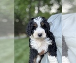 Small #2 Bernedoodle (Miniature)