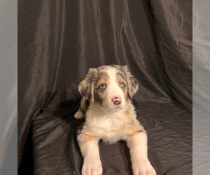 Australian Shepherd Puppy for sale in FLINT, MI, USA