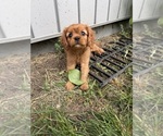 Image preview for Ad Listing. Nickname: Litter of 3