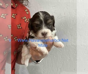 Havanese Dog for Adoption in MBORO, Tennessee USA