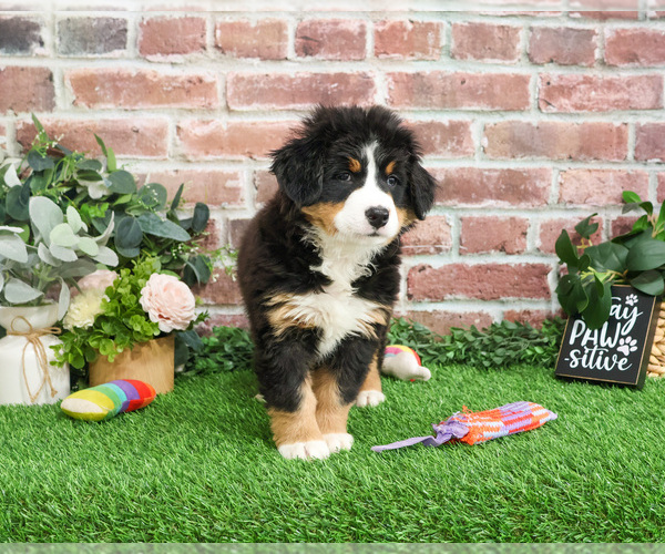 Medium Photo #6 Bernese Mountain Dog Puppy For Sale in SYRACUSE, IN, USA