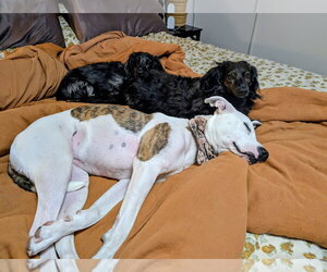 Piper - Female American Pit Bull Terrier-Siberian Husky Mix Dog for Adoption - Photo #3