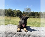 Small Photo #37 German Shepherd Dog Puppy For Sale in SUMPTER TWP, MI, USA