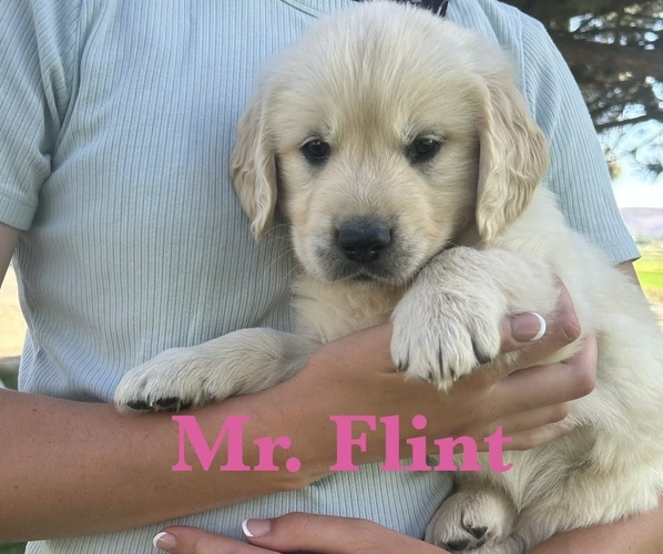 Medium Photo #1 English Cream Golden Retriever Puppy For Sale in ELLENSBURG, WA, USA