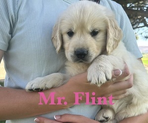 Medium English Cream Golden Retriever