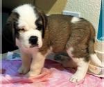 Small #4 Saint Bernard