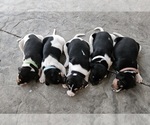 Small #1 Rat Terrier