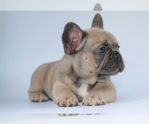 Medium Photo #2 French Bulldog Puppy For Sale in GLENVILLE, CT, USA