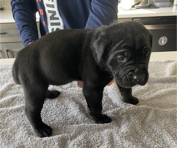 Medium Photo #53 Cane Corso Puppy For Sale in HORACE, ND, USA