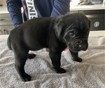 Small #52 Cane Corso