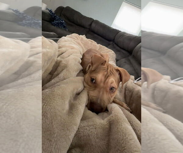 Medium Photo #3 Mutt Puppy For Sale in Springdale, PA, USA