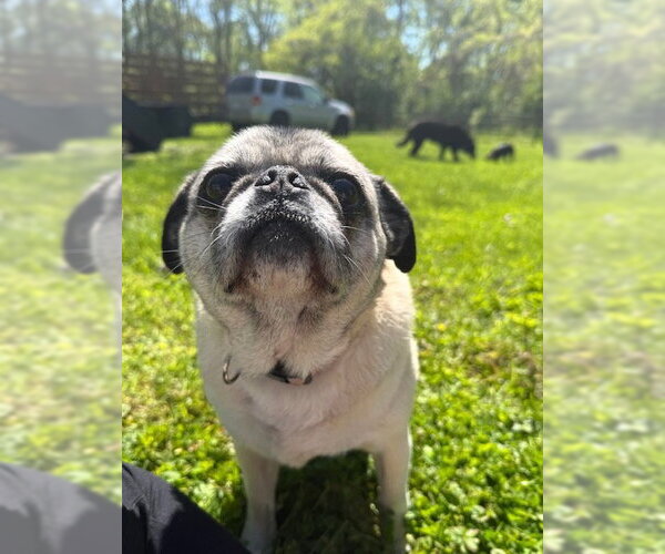Medium Photo #5 Pug Puppy For Sale in Indianapolis, IN, USA