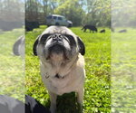 Small Photo #5 Pug Puppy For Sale in Indianapolis, IN, USA