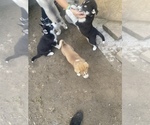 Small Photo #2 Siberian Husky Puppy For Sale in MALTA, IL, USA