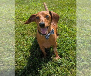 Dachshund Dogs for adoption in Shelbyville, TN, USA