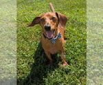 Small Dachshund