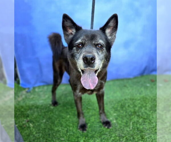 Medium Photo #2 Chow Chow-Siberian Husky Mix Puppy For Sale in Long Beach, CA, USA