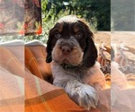 Puppy Dark Green English Springer Spaniel