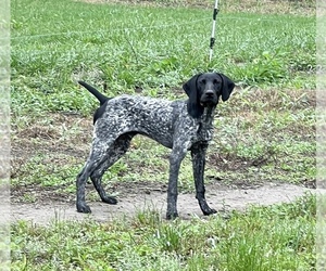 German Shorthaired Pointer Dog for Adoption in WARSAW, North Carolina USA