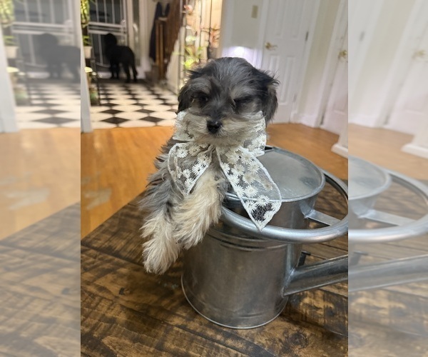 Medium Photo #8 Schnoodle (Miniature) Puppy For Sale in DINWIDDIE, VA, USA
