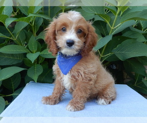 Cavapoo Puppy for sale in MILLERSBURG, OH, USA