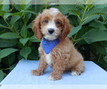 Image preview for Ad Listing. Nickname: Tux