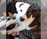 Puppy 4 Border Collie-Jack Russell Terrier Mix