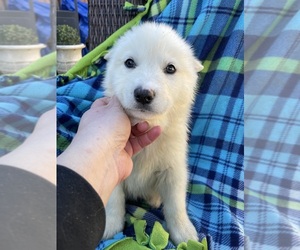 Alaskan Malamute Puppy for sale in GARDEN GROVE, CA, USA