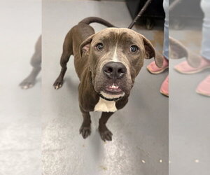 Mutt Dogs for adoption in Peoria, IL, USA