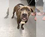 Small Mutt