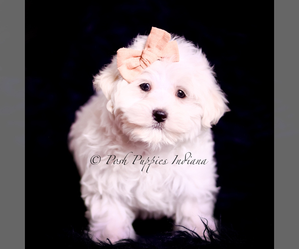 Medium Photo #28 Maltese Puppy For Sale in WARSAW, IN, USA